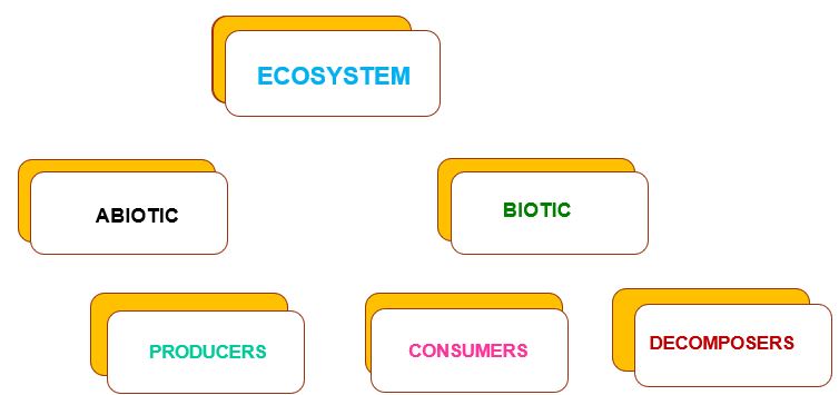 Ecosystem | Components of an Ecosystem