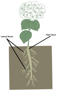 a taproot