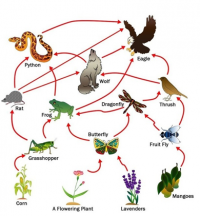 NCERT Solutions for Class 7 Science Chapter 1 - Nutrition in Plants ...