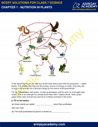 NCERT Solutions for Class 7 Science Chapter 1 - Nutrition in Plants ...