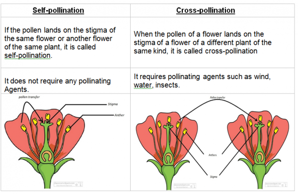 difference-between-self-and-cross-pollination-characteristics-my-xxx