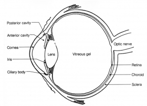 human eye diagram