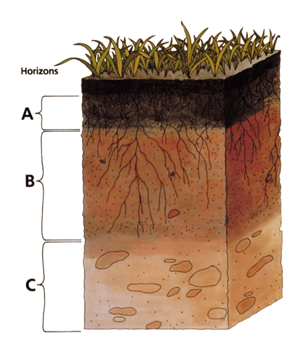 NCERT Solutions for Class 7 Science Chapter 9 - Soil - Arinjay Academy