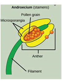 male plant reproductive part