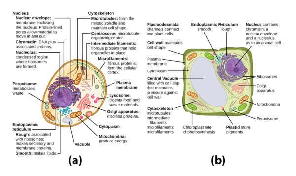 NCERT Solutions for Class 8 Science Chapter 8 - Cell Structure and ...