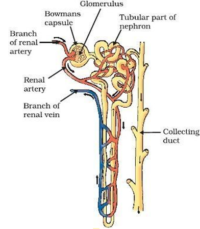 NCERT Solutions for Class 10 Science Chapter 6 - Life Processes Class 10