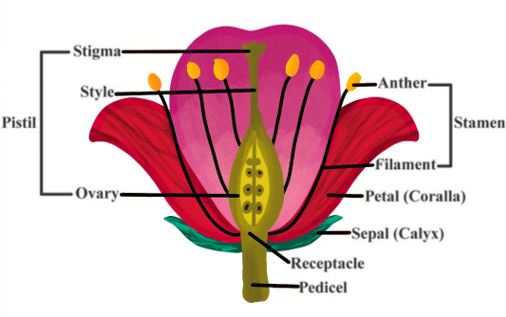 Ncert Solutions For Class 10 Science Chapter 8 How Do Organisms Reproduce 